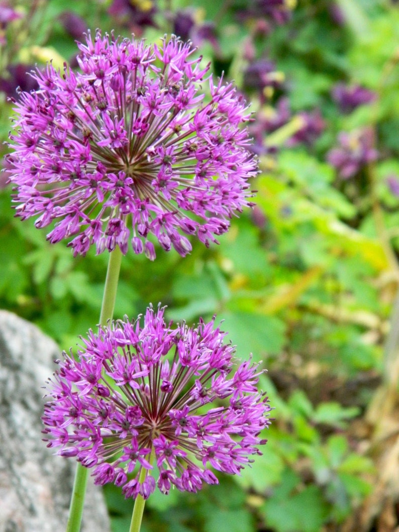 Purple Flower Balls of Allium Photography Allium Etsy