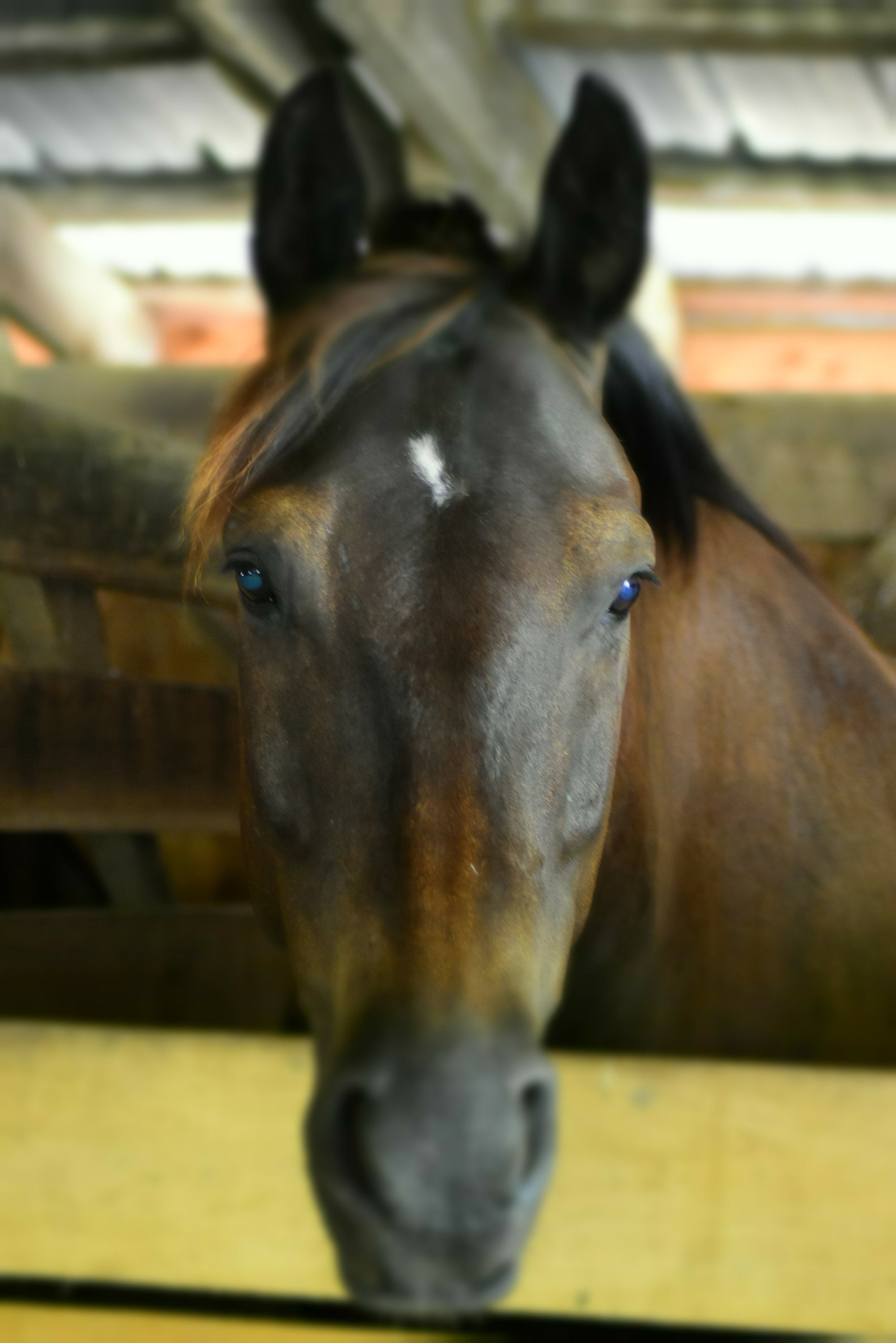 Horse Wall Decal, Horse Decor, Vinyl Wall Decal, Photo by Abby Smith