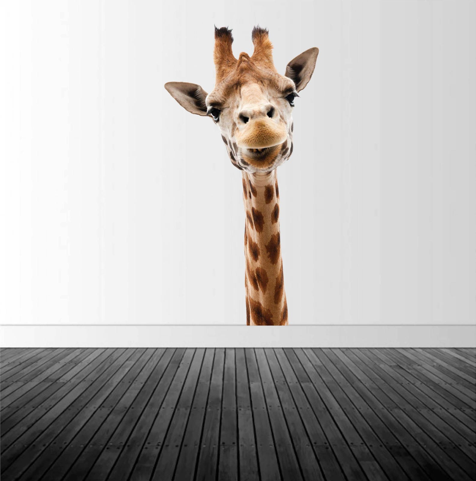 Giraffe Wall Decal Zoo Animal Decal Giraffe Photography Etsy