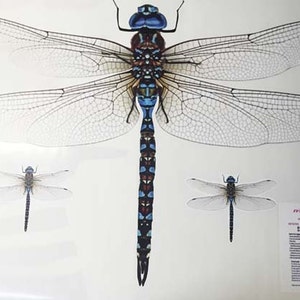 Vinilo decorativo de pared con libélula azul realista: Gráfico de vinilo