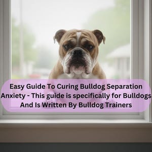 Könnte beinhalten: Ein braun-weißer Bulldogge schaut aus einem Fenster. Der Text auf dem Bild lautet: "Easy Guide To Curing Bulldog Separation Anxiety - This guide is specifically for Bulldogs And Is Written By Bulldog Trainers."