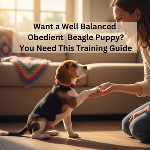 May include: A tricolor Beagle puppy giving a paw to a person. The puppy has brown, black, and white markings and is wearing a red collar. Text in the image reads: "Want a Well Balanced Obedient Beagle Puppy? You Need This Training Guide."