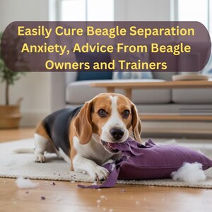 Op de afbeelding: Een Beagle-hond kauwt op een paars kussen, met vulling verspreid. De hond heeft bruin, zwart en wit haar. Bovenin staat: "Easily Cure Beagle Separation Anxiety, Advice From Beagle Owners and Trainers."