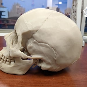 May include: A detailed, off-white human skull model, showcasing the cranium, jaw, and teeth. The skull is positioned in profile, revealing its anatomical structure. The model is likely for educational or decorative purposes.