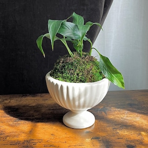 Kokedama Moss Ball Plant In Repurposed Pot | Sustainable Homeware Display