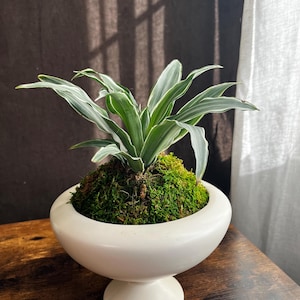 May include: A small houseplant in a white, pedestal-style ceramic planter. The plant has green and white striped leaves and sits atop a bed of green moss. The planter is on a dark wooden surface.