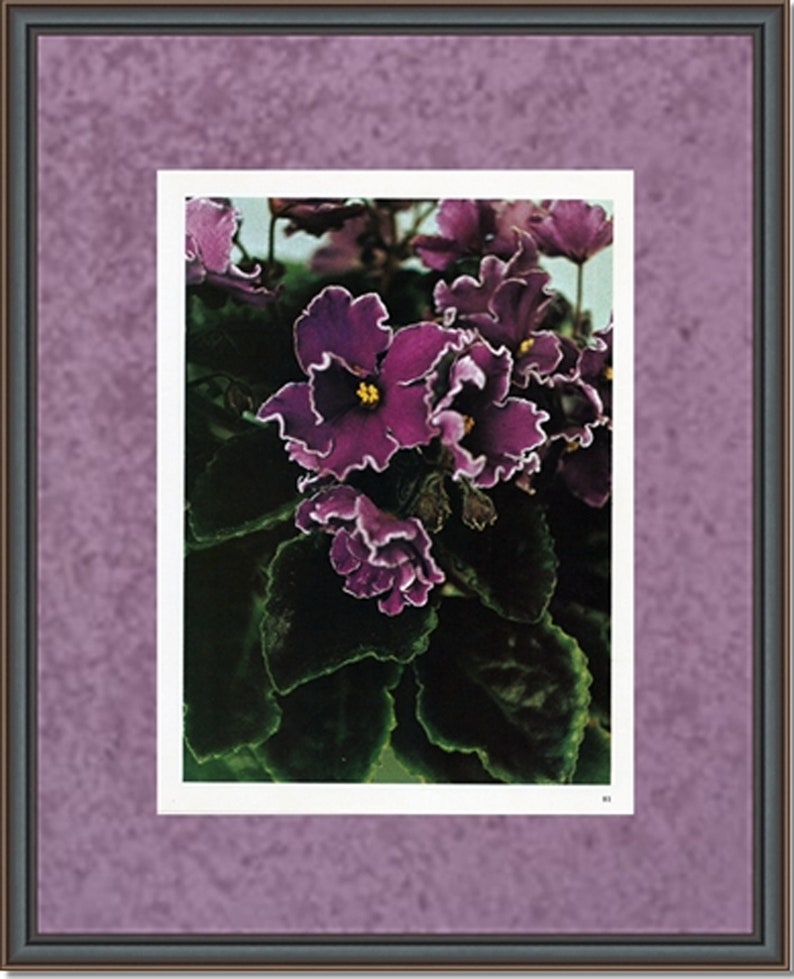 Vintage African Violet Photo 1973 Etsy
