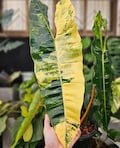Philodendron Billietiae High Variegated Rooted Single Leaf Node cuttings product logo