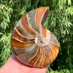 May include: A polished ammonite fossil featuring a spiral shell with distinct chambers. The surface displays a gradient of warm amber, deep brown, and grey tones with a smooth, glossy finish that highlights the natural segmented structure.
