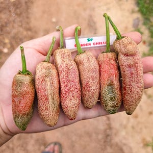 Peut inclure: Une main tenant six piments rouges et beiges avec des tiges vertes. Les piments ont une surface texturée et une étiquette indiquant "SP GARDEN CHILLI". Les piments sont à différents stades de maturité.