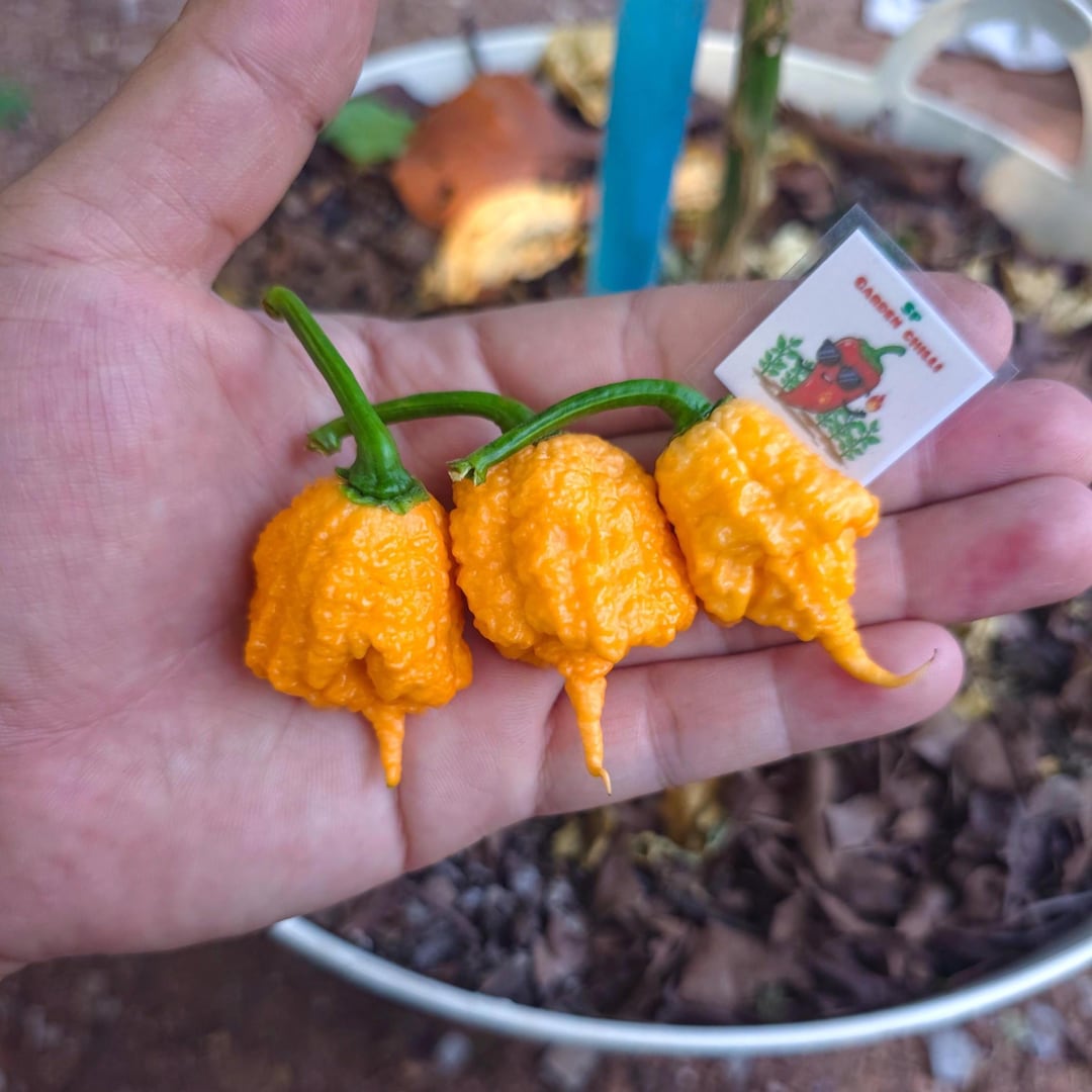Orange Carolina Reaper Seeds World's Hottest Pepper Super Hot Chili ...