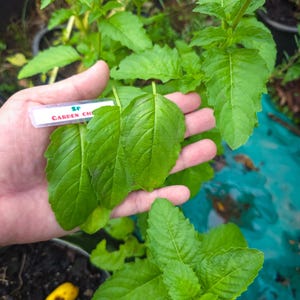 May include: Close-up of fresh green leaves, possibly herbs, held in a hand. A small white label with the text "SP GARDEN CHE" is visible. The leaves are vibrant and healthy, suggesting a garden setting.