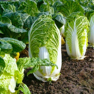 Op de afbeelding: Meerdere kroppen Chinese kool groeien in een veld met donkere aarde. Elke plant heeft langwerpige, rechtopstaande bladeren die overgaan van een knapperige, bleekwitte basis naar levendige, gegolfde groene punten met een dichte structuur.
