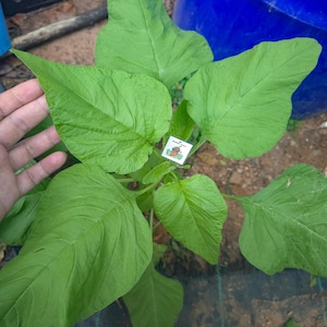 Amaranto Verde (100 Semillas) - Espinaca China