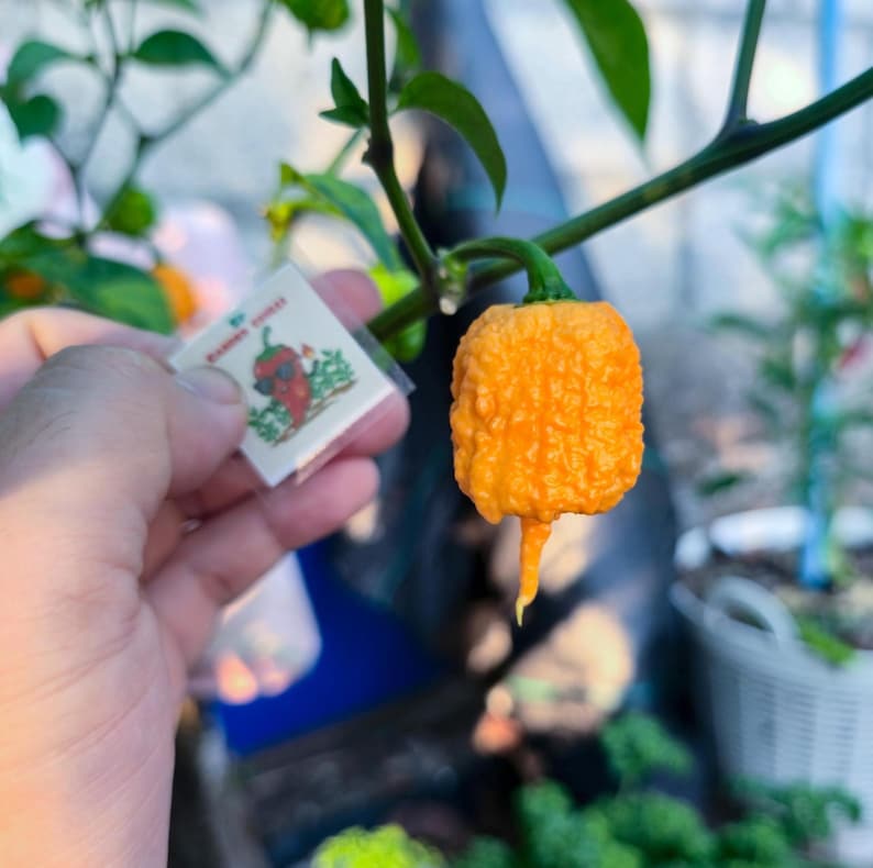 Orange Carolina Reaper Seeds World's Hottest Pepper Super Hot Chili ...