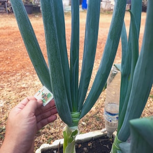 May include: Close-up of green onions growing in a white rectangular planter. The long, slender leaves of the onions are a vibrant green. A hand holds a small tag with a cartoon image of a pepper. A clear plastic bottle is used for watering.