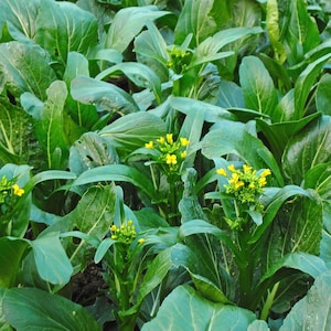 Op de afbeelding: Close-up van een veld met groene bladgroenten met kleine gele bloemen. De bladeren zijn groot en hebben een levendige groene kleur. De gele bloemen voegen een vleugje kleur toe. De afbeelding toont een gezonde oogst van verse producten.