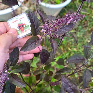 Rode heilige basilicumzaden – Thaise Krapow, Krishna Tulsi kruid om te planten