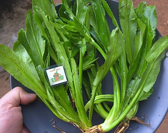 Semillas de culantro – Cilantro dentado, cilantro largo tailandés para plantar