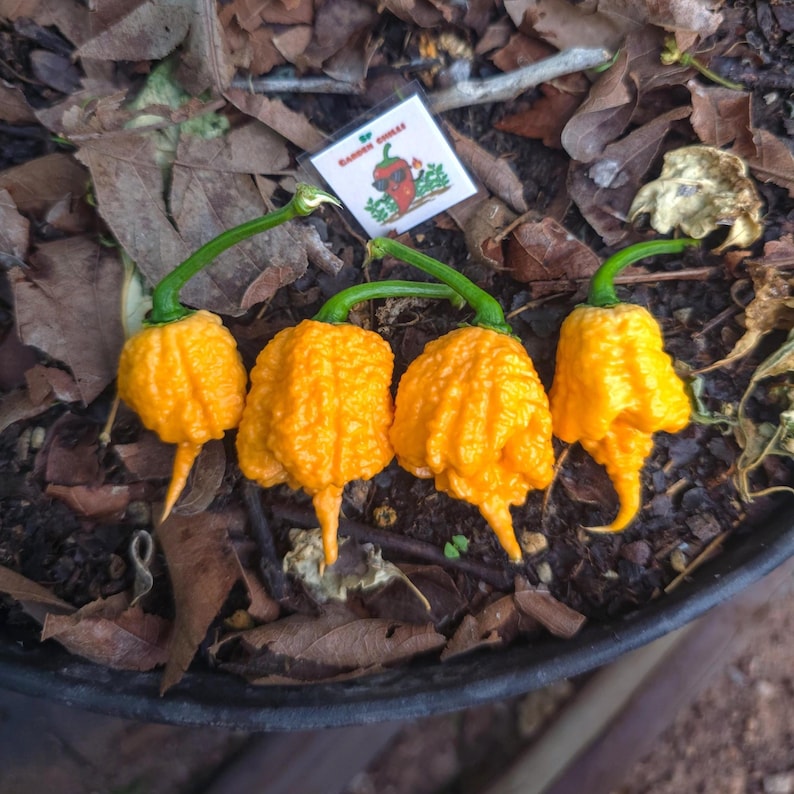 Orange Carolina Reaper Seeds World's Hottest Pepper Super Hot Chili ...