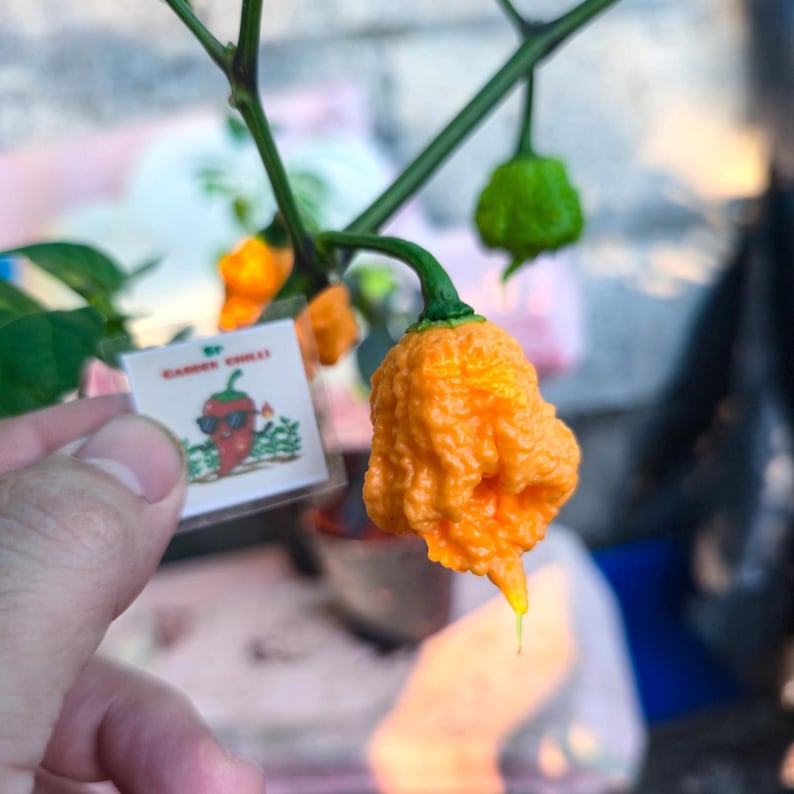 Orange Carolina Reaper Seeds World's Hottest Pepper Super Hot Chili ...