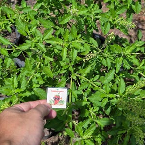 Wilde Heilige Basilicum (100 Zaden) - Biologische Krishna Tulsi Pittige Ocimum Sanctum