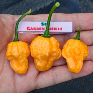 Jays x Orange 7-krukors BBG-pepparfrön - Rare Ble