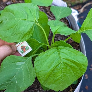 Amaranto verde (100 semi) - Spinaci cinesi