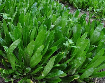 Culantro biologico (100 semi) - Coriandolo a dente di sega tradizionale