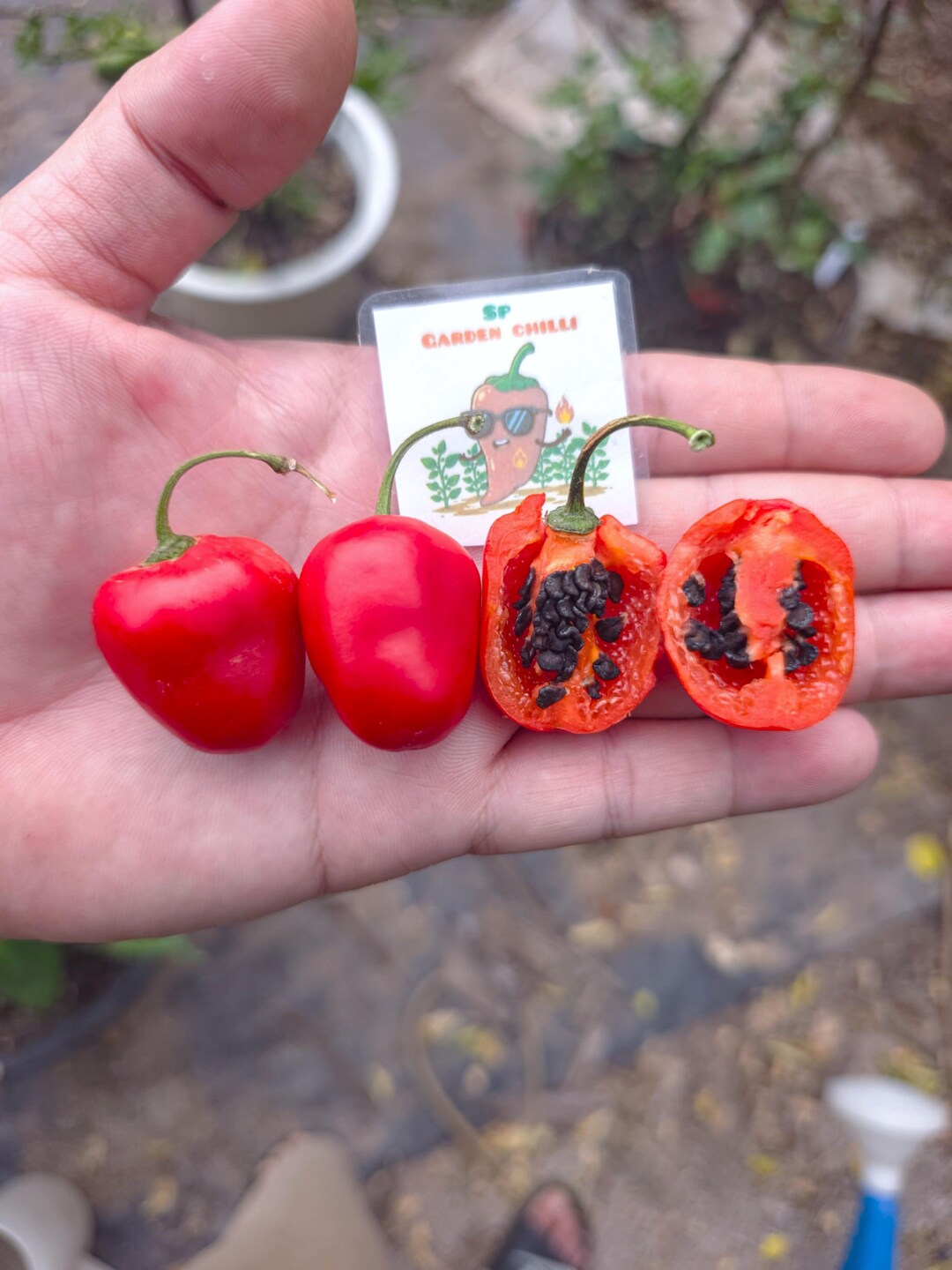 Mini Rocoto Red Pepper Mini Rocoto Red Pepper Seeds - Rare Capsicum Pubescens - Black Seeds ...