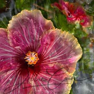 Hibiscus Limited Edition Fine Art Photograph | Dreamy Ethereal Garden Floral Fantasy | For Art Lovers, Nature Enthusiasts, Dreamers