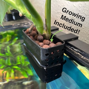May include: A black plastic plant pot with a Monstera plant. The pot contains brown, spherical growing medium. The text "Growing Medium Included!" is visible in the image.