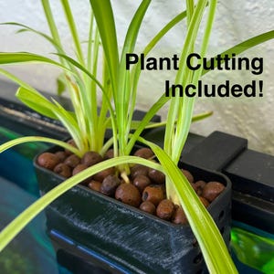 Aquarium Plant Holder Spider Plant - Etsy