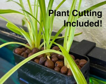 Aquarium Planter Bundle: Live Cutting, LECA, Hydroponic Planter Basket