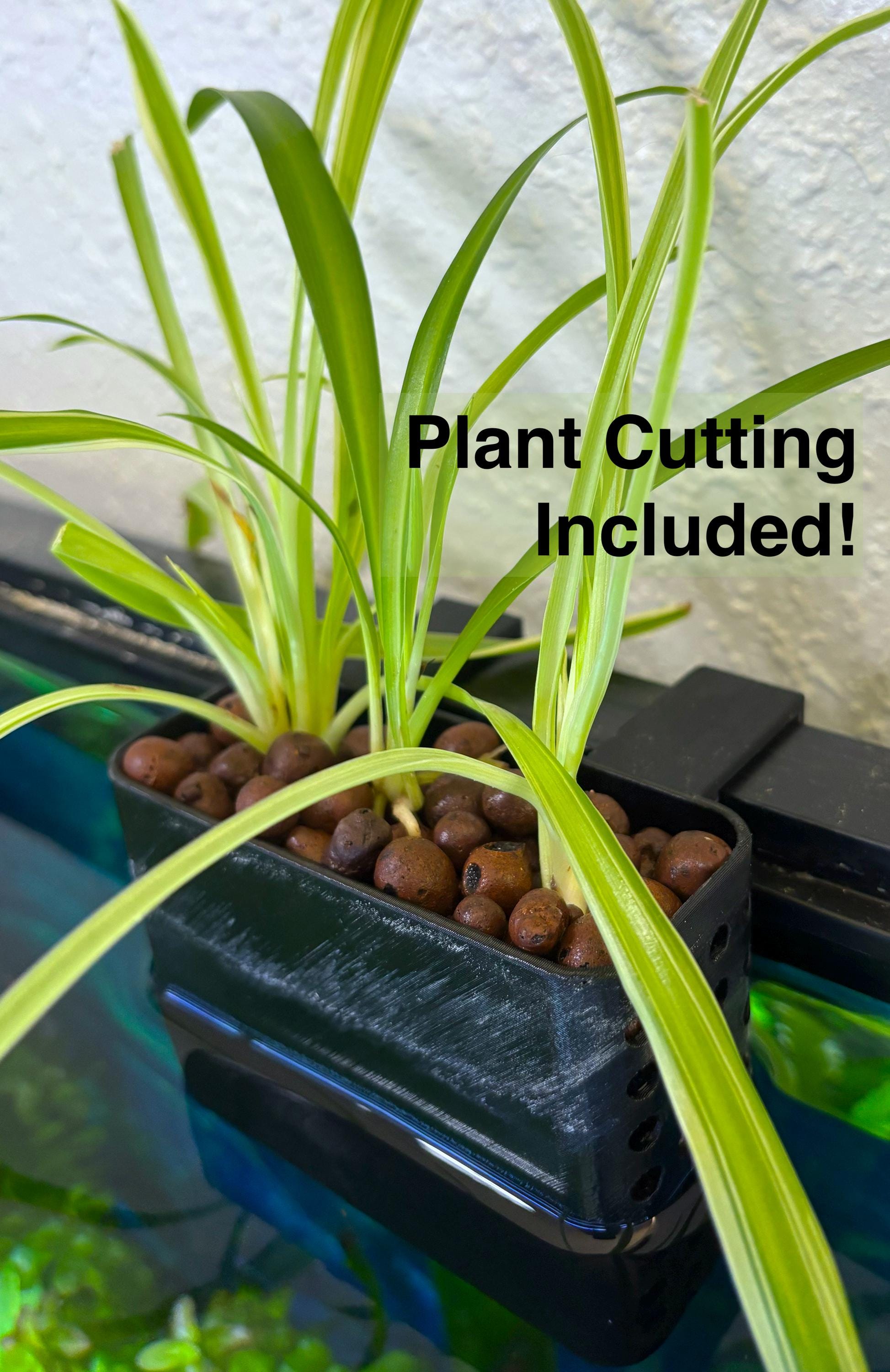 big indoor plant 6-8ft ZZ Plant – Dahing Plants