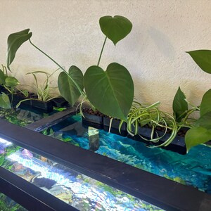 May include: A close-up of an aquarium with various green plants. The plants include pothos, spider plants, and heart-shaped leaves. The aquarium has a black frame and a blue and green water background.