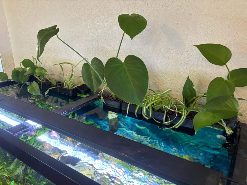 May include: A close-up of an aquarium with various green plants. The plants include pothos, spider plants, and heart-shaped leaves. The aquarium has a black frame and a blue and green water background.