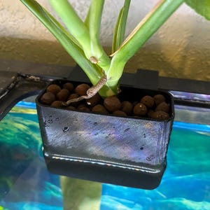 May include: A black plastic plant pot filled with brown clay pebbles, holding a green plant with large leaves. The pot is suspended in a fish tank, with the plant's stem and leaves extending upwards.