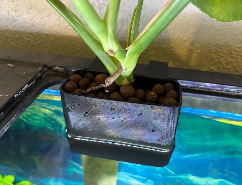 May include: A black plastic plant pot filled with brown clay pebbles, holding a green plant with large leaves. The pot is suspended in a fish tank, with the plant's stem and leaves extending upwards.
