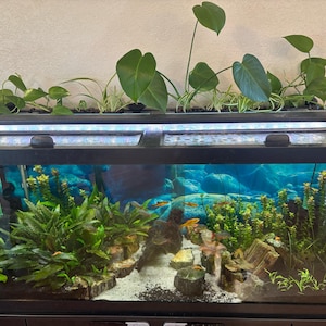 May include: A rectangular aquarium with a black frame, filled with water, aquatic plants, and small fish. The background features a blue and rocky scene. Green plants are growing on top of the aquarium.