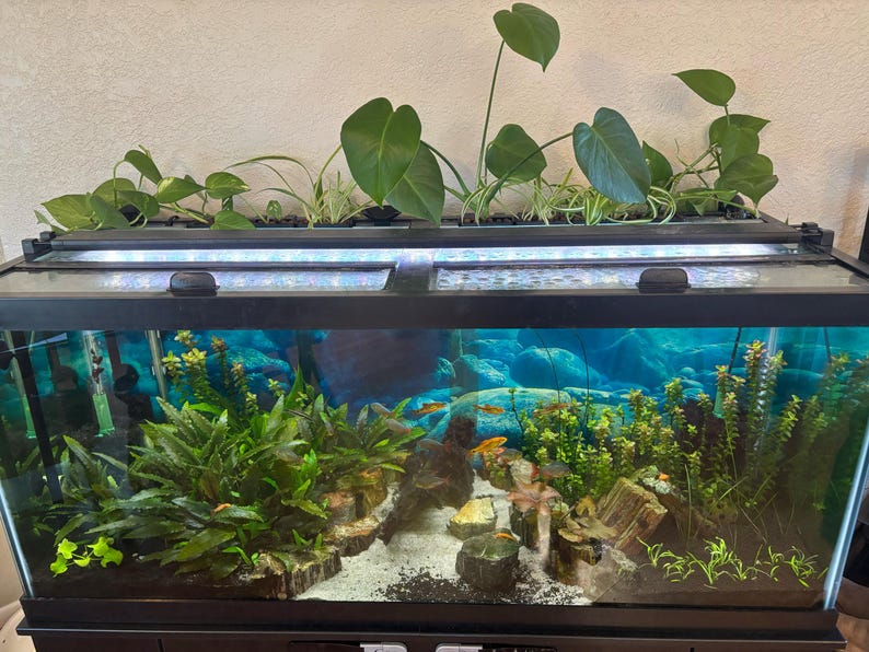 May include: A rectangular aquarium with a black frame, filled with water, aquatic plants, and small fish. The background features a blue and rocky scene. Green plants are growing on top of the aquarium.