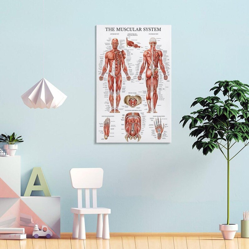 Vintage Muscular System Anatomical Chart Wall Art Picture Painting ...