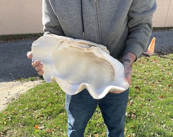 Massive- Rare, Real Giant 24'' Wide Clam Shell- Tridacna Gigas- Natural History Show Piece- Succulent Planter- Sea Curiosity- Shell Sink