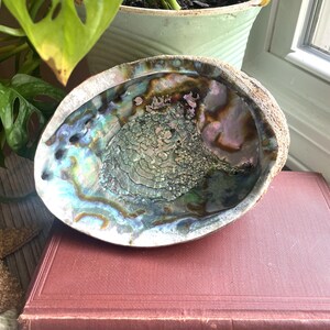 Vintage Large 7 3/4'' Iridescent Abalone Shell- Coastal Decor- Beach House Decor- Natural Specimen- Natural Curiosity- Shell Dish