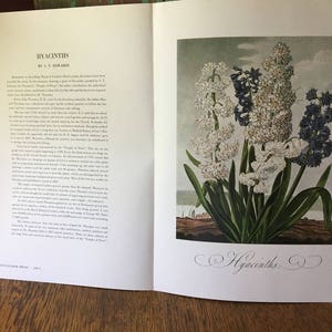Vintage Color Lithograph Print- Hyacinths
