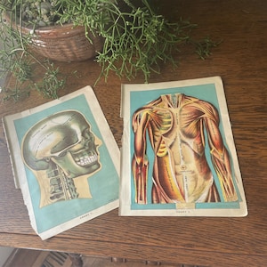 May include: Two vintage anatomical charts on a wooden surface. The first chart shows a detailed illustration of the human skull, labeled with anatomical features. The second chart shows a detailed illustration of the human torso, labeled with anatomical features. Both charts have a blue background and are labeled "Chart 1" and "Chart 2".