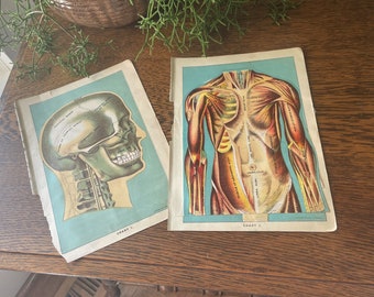 Vintage Pair- 1916 Anatomical/ Medical Sectional- Anatomy Overlay Color Lithographs- Vintage Musculoskeletal Paper Ephemera- Curiosities