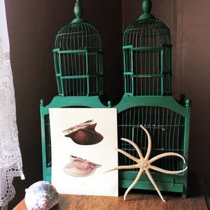May include: Two teal green birdcages with a white starfish and a vintage print of seashells in the center. The print shows two different types of seashells.