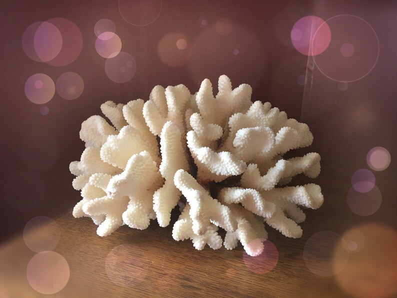 Sale Vintage Huge Monumental Natural Cauliflower Coral On Etsy