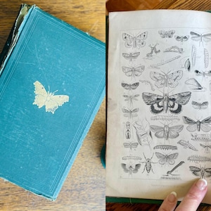 The Guide to the Study of Insects- Antique 1878 Book- A.S. Packard- Insect Bookplates- Gift Entomologist- Moth Bookplates- Bugs/ Insects